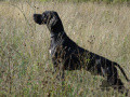 Pedigree VERAK DU HAUT GABRIAT Pedigree VERAK DU HAUT GABRIAT